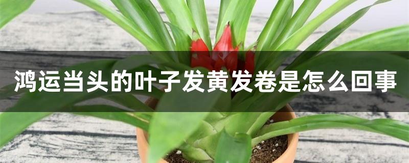 鸿运当头的叶子发黄发卷是怎么回事 鸿运当头的叶子发黄发卷是怎么回事