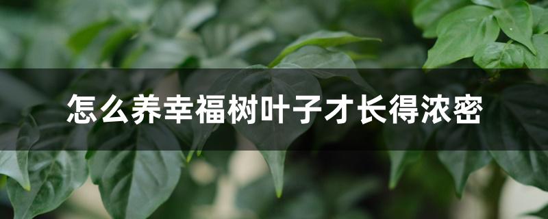怎么养幸福树叶子才长得浓密 怎么养幸福树叶子才长得浓密