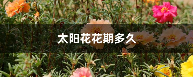 太阳花花期多久 太阳花花期多久