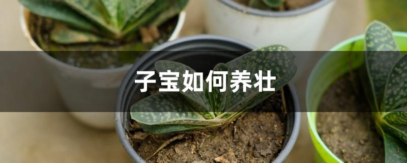 子宝如何养壮 子宝如何养壮