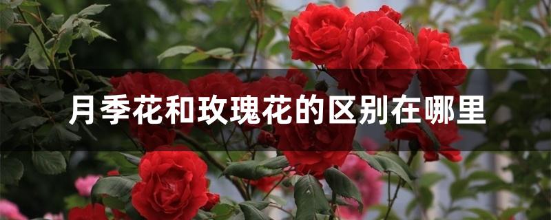 月季花和玫瑰花的区别在哪里 月季花和玫瑰花的区别在哪里