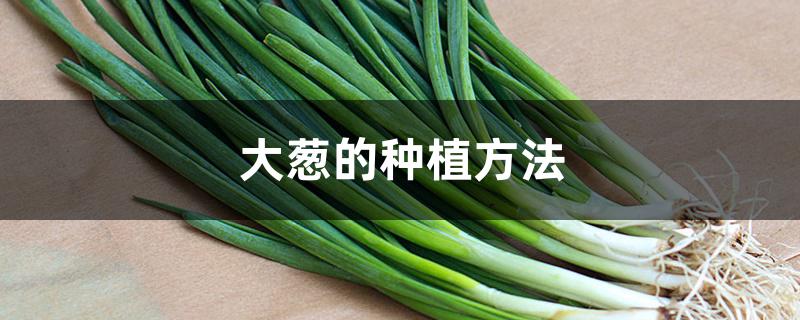 大葱的种植方法 大葱的种植方法