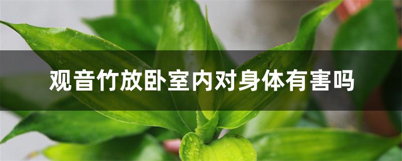 观音竹放卧室内对身体有害吗 观音竹放卧室内对身体有害吗