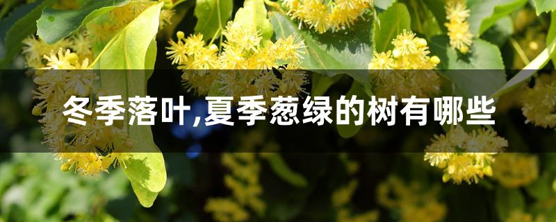 冬季落叶,夏季葱绿的树有哪些 冬季落叶,夏季葱绿的树有哪些