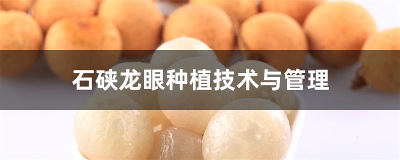 石硖龙眼种植技术与管理 石硖龙眼种植技术与管理