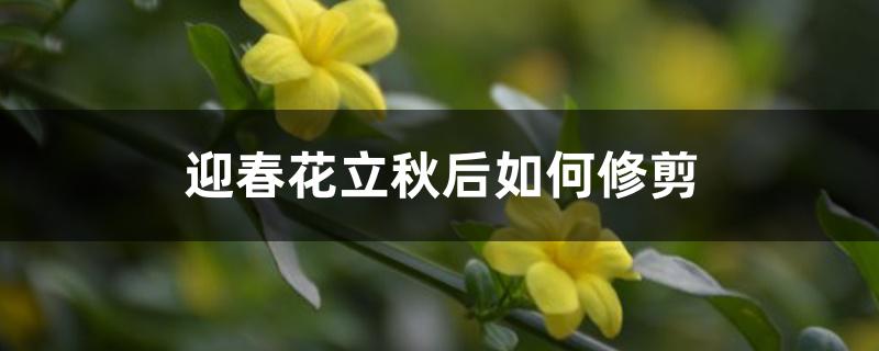 迎春花立秋后如何修剪 迎春花立秋后如何修剪