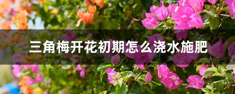 三角梅开花初期怎么浇水施肥 三角梅开花初期怎么浇水施肥