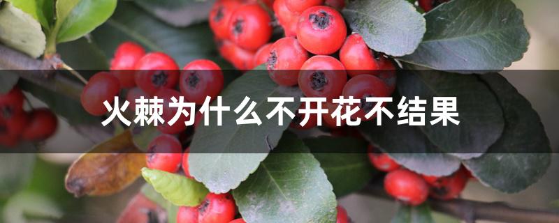 火棘为什么不开花不结果 火棘为什么不开花不结果