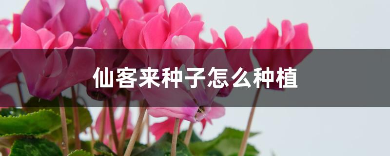仙客来种子怎么种植 仙客来种子怎么种植