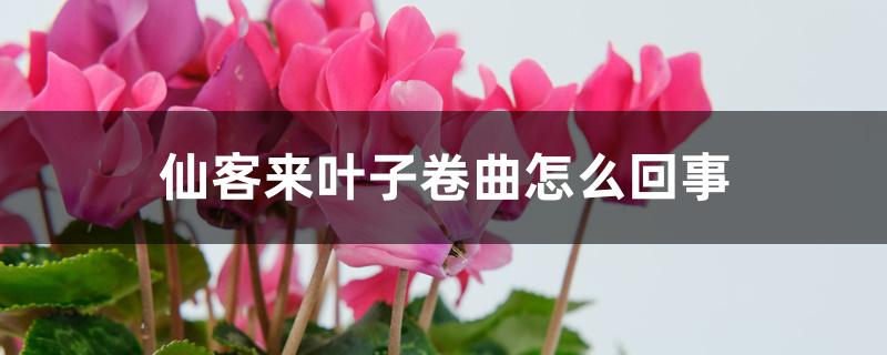 仙客来叶子卷曲怎么回事 仙客来叶子卷曲怎么回事