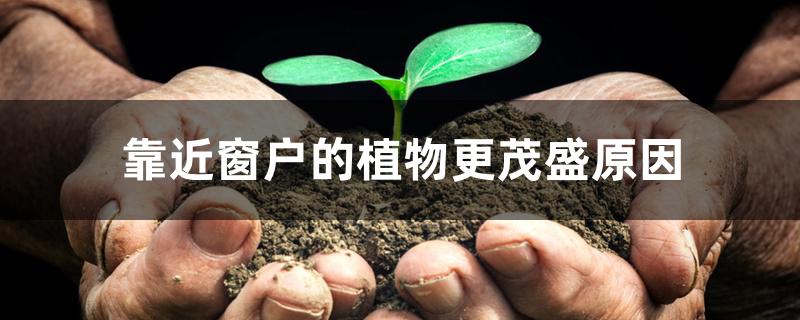 靠近窗户的植物更茂盛原因 靠近窗户的植物更茂盛原因