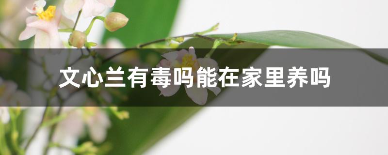 文心兰有毒吗能在家里养吗 文心兰有毒吗能在家里养吗