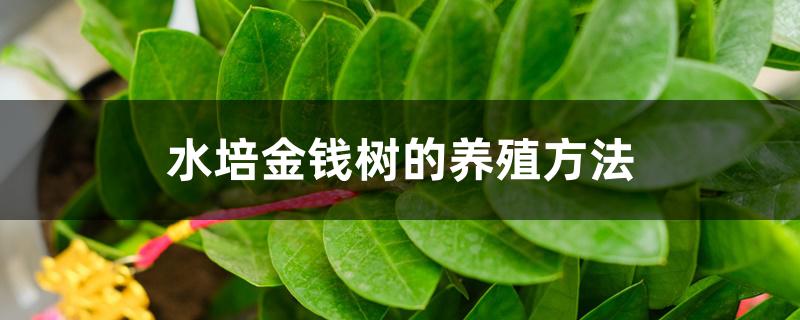 水培金钱树的养殖方法 水培金钱树的养殖方法