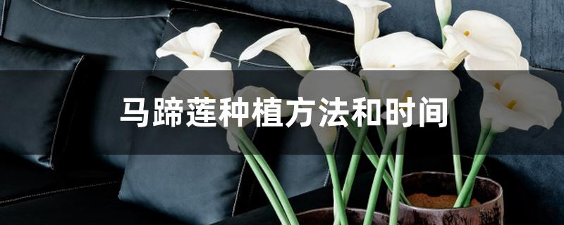 马蹄莲种植方法和时间 马蹄莲种植方法和时间