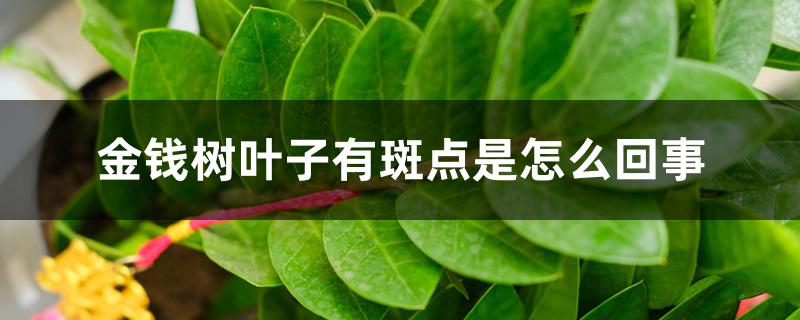 金钱树叶子有斑点是怎么回事 金钱树叶子有斑点是怎么回事
