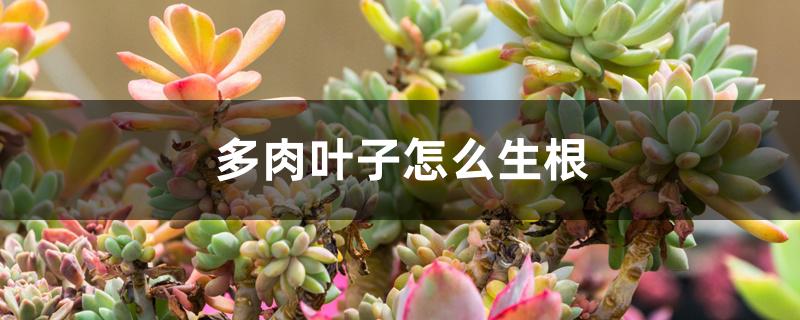 多肉叶子怎么生根 多肉叶子怎么生根