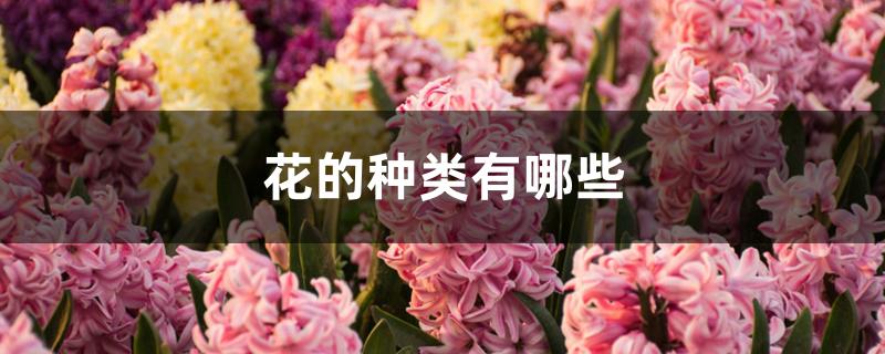 花的种类有哪些 花的种类有哪些