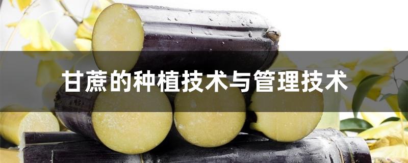 甘蔗的种植技术与管理技术 甘蔗的种植技术与管理技术