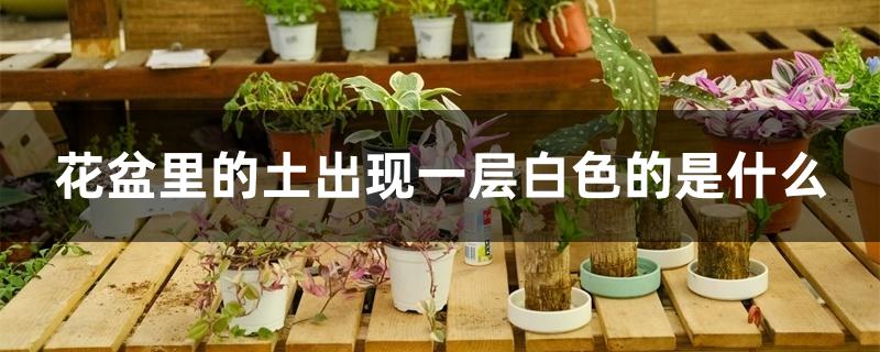 花盆里的土出现一层白色的是什么 花盆里的土出现一层白色的是什么