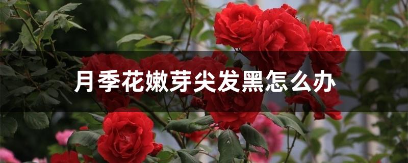 月季花嫩芽尖发黑怎么办 月季花嫩芽尖发黑怎么办