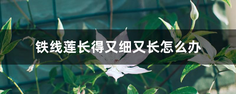 铁线莲长得又细又长怎么办 铁线莲长得又细又长怎么办