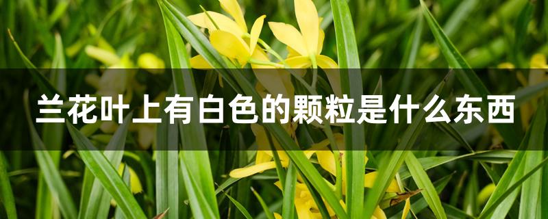 兰花叶上有白色的颗粒是什么东西 兰花叶上有白色的颗粒是什么东西