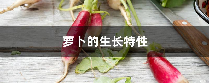 萝卜的生长特性 萝卜的生长特性