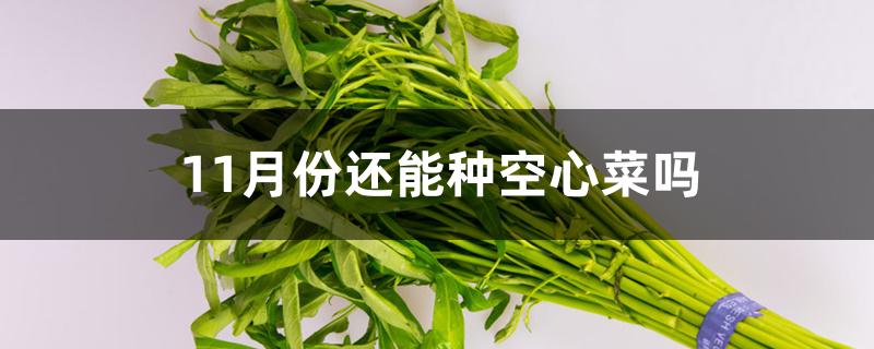 11月份还能种空心菜吗 11月份还能种空心菜吗