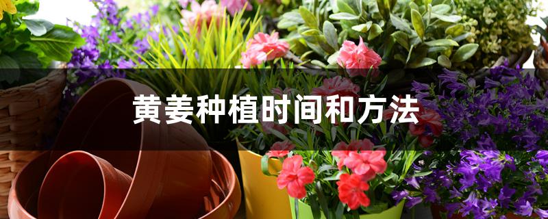 黄姜种植时间和方法 黄姜种植时间和方法