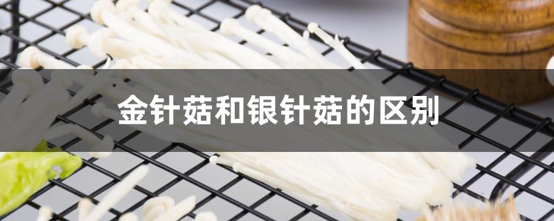 金针菇和银针菇的区别 金针菇和银针菇的区别