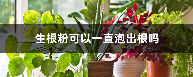 生根粉可以一直泡出根吗 生根粉可以一直泡出根吗