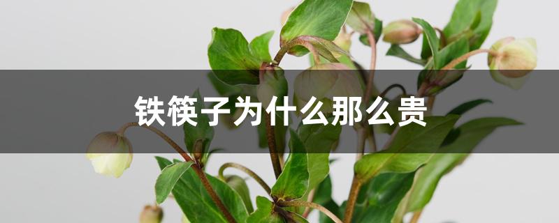 铁筷子为什么那么贵 铁筷子为什么那么贵