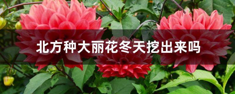 北方种大丽花冬天挖出来吗 北方种大丽花冬天挖出来吗