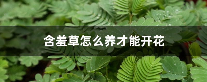 含羞草怎么养才能开花 含羞草怎么养才能开花