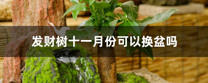 发财树十一月份可以换盆吗 发财树十一月份可以换盆吗