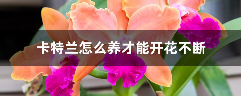 卡特兰怎么养才能开花不断 卡特兰怎么养才能开花不断