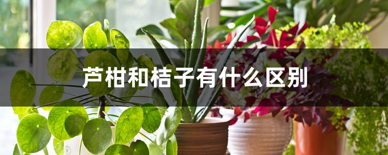 芦柑和桔子有什么区别 芦柑和桔子有什么区别