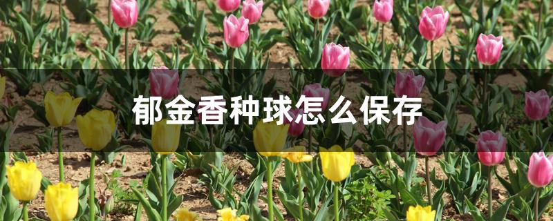 郁金香种球怎么保存 郁金香种球怎么保存