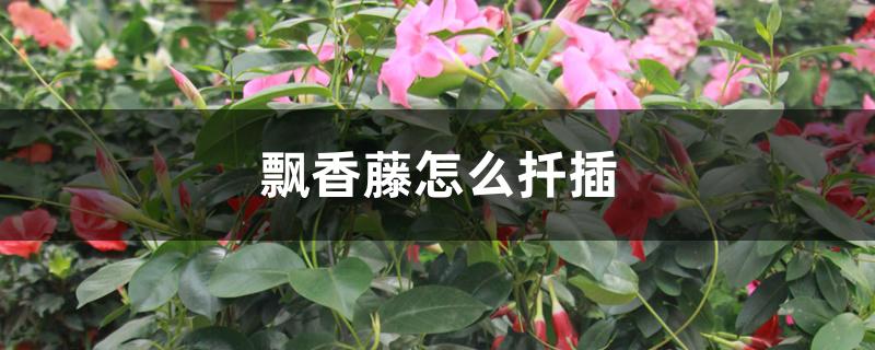飘香藤怎么扦插 飘香藤怎么扦插