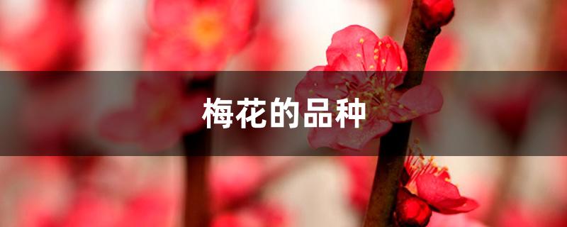 梅花的品种 梅花的品种