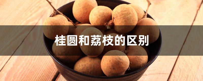 桂圆和荔枝的区别 桂圆和荔枝的区别