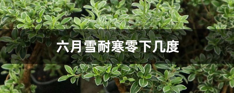 六月雪耐寒零下几度 六月雪耐寒零下几度