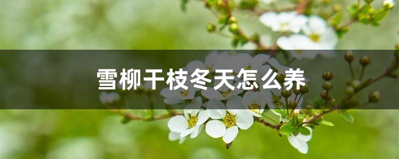 雪柳干枝冬天怎么养 雪柳干枝冬天怎么养
