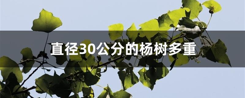 直径30公分的杨树多重 直径30公分的杨树多重