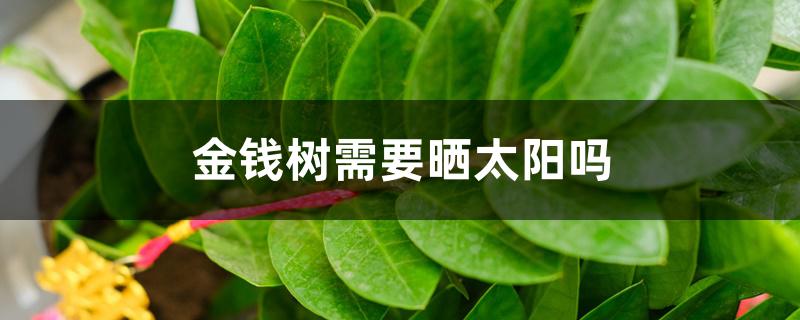金钱树需要晒太阳吗 金钱树需要晒太阳吗