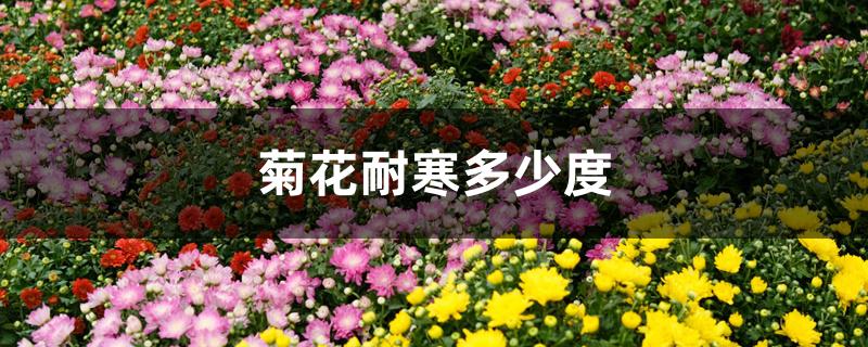 菊花耐寒多少度 菊花耐寒多少度