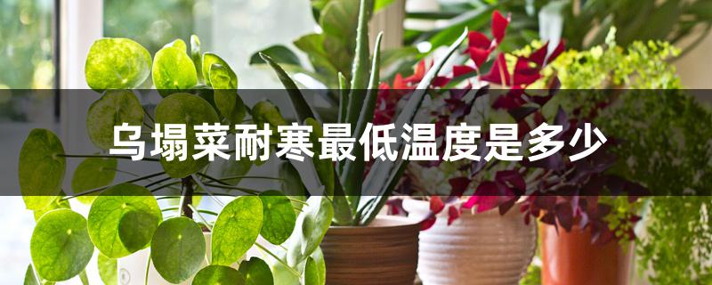 乌塌菜耐寒最低温度是多少 乌塌菜耐寒最低温度是多少