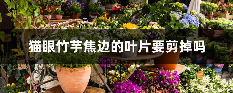 猫眼竹芋焦边的叶片要剪掉吗 猫眼竹芋焦边的叶片要剪掉吗