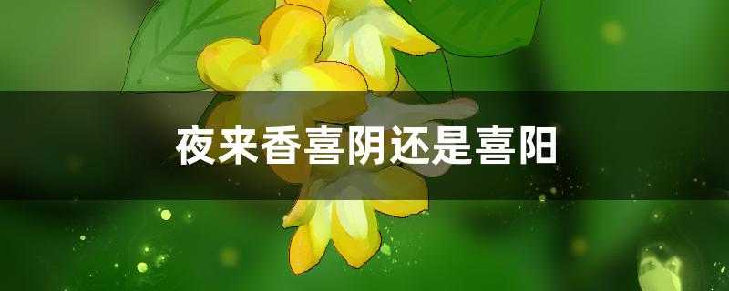 夜来香喜阴还是喜阳 夜来香喜阴还是喜阳