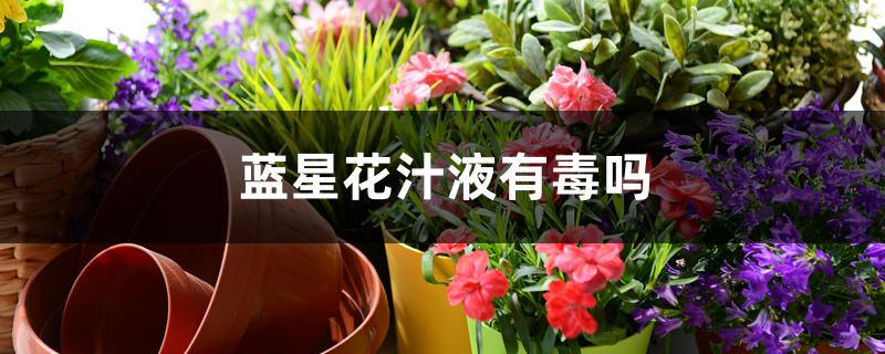 蓝星花汁液有毒吗 蓝星花汁液有毒吗